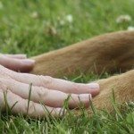 Frauenhände halten Hundepfoten ruhig auf grüner Wiese.