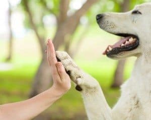 Hund und Mensch machen "High Five."