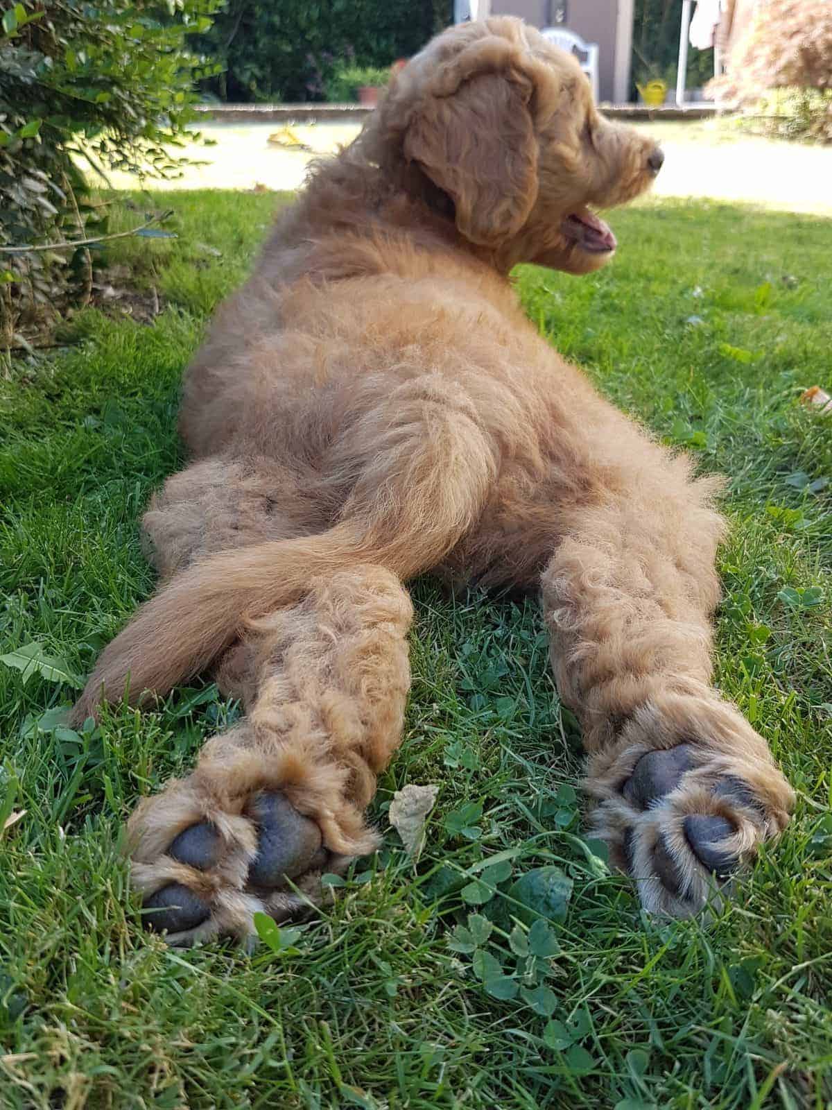 Photo dog lying on lawn