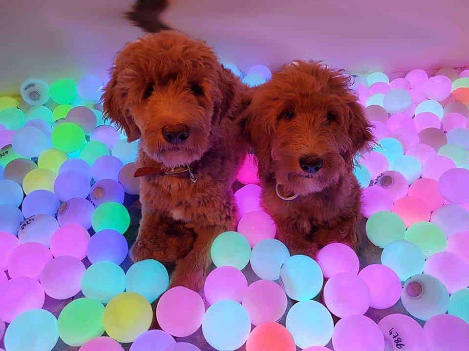 Photo Carlo & Inka in the light bath