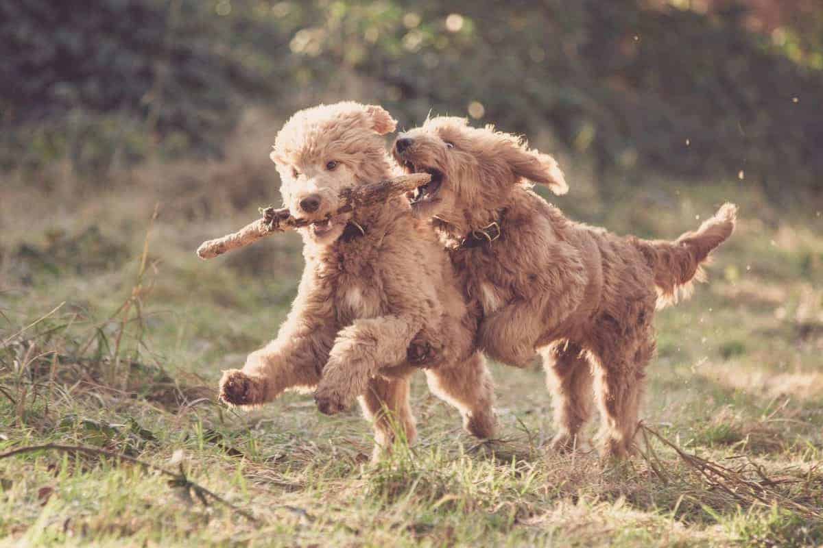 Photo two light brown playing dogs