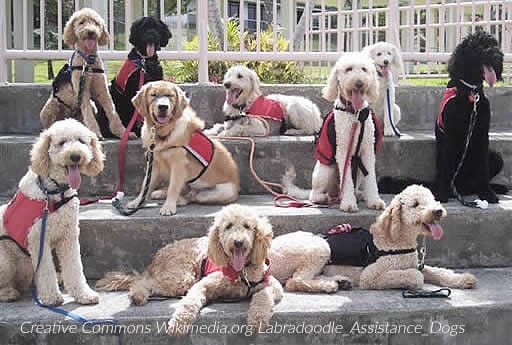 Gruppe Assistenzhunde