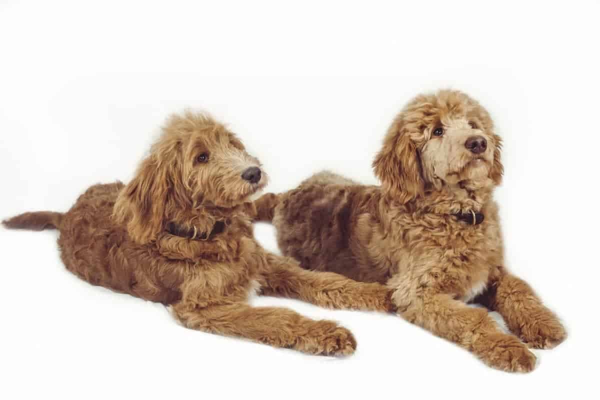 Labradoodle Carlo & Inka beim Fototermin