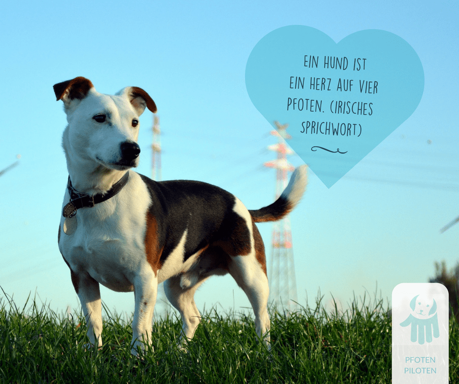 Meme Ein Hund ist ein Herz auf vier Pfoten. (Irisches Sprichwort