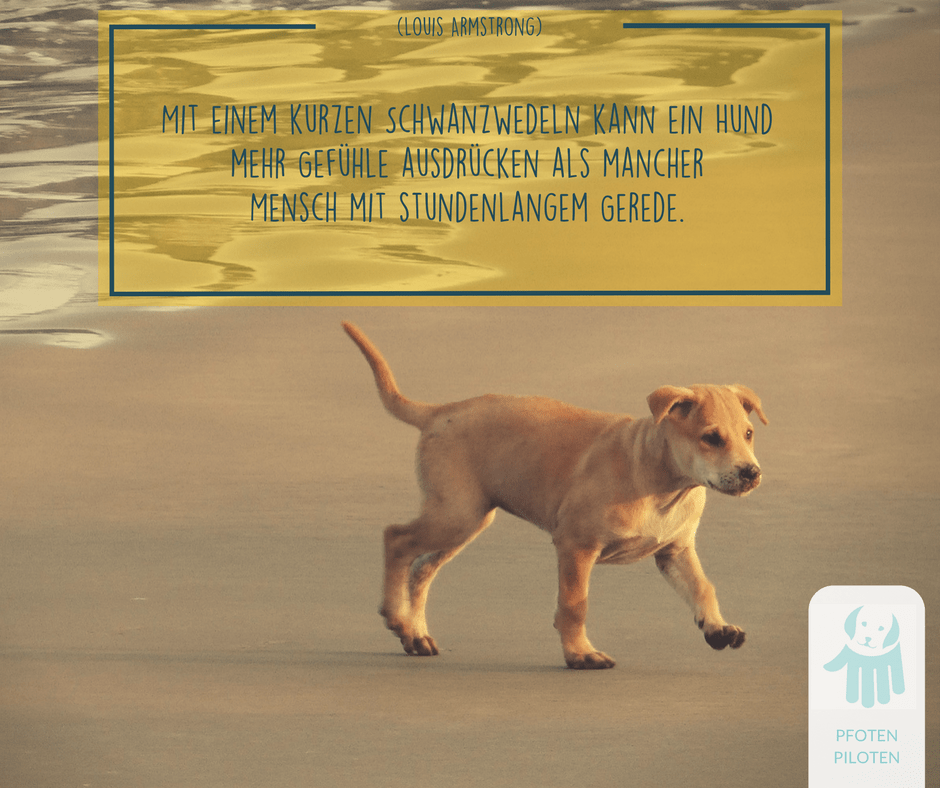 Meme Hund, Schwanzwedeln, Armstrong 2017 Pfotenpiloten