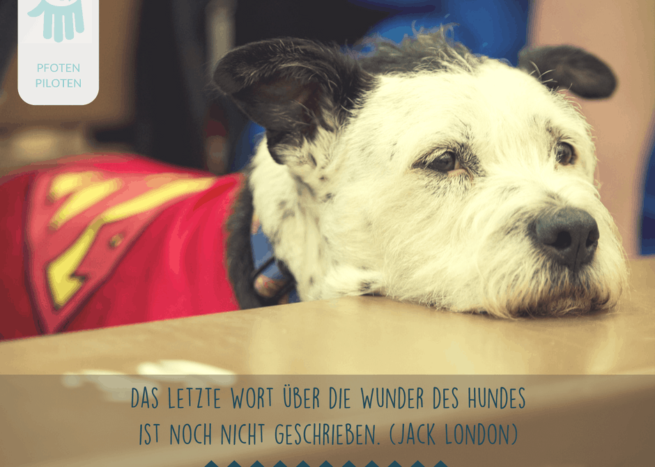 Meme - Das letzte Wort über die Wunder des Hundes ist noch nicht geschrieben." (Jack London)
