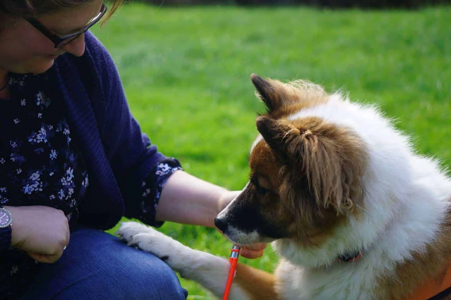 Photo woman gets toy from dog