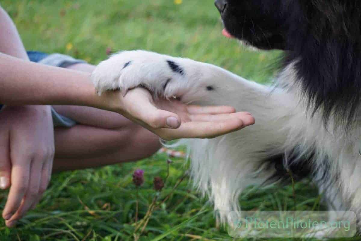 Foto Kind und Hund halten Hand und Pfote