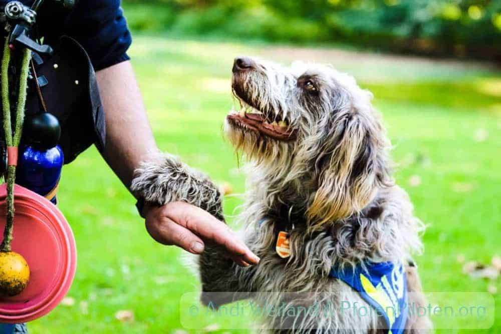 Foto Assistenzhund gibt Pfote