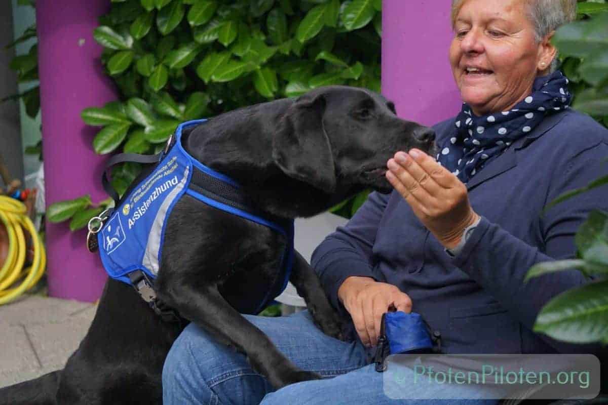 Foto Assistenzhund bekommt Leckerlie von Frau