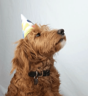 Labradoodle in Partylaune :: Orange-brauner Labradoodle trägt Partyhütchen und feierlichen Gesichtsausdruck.