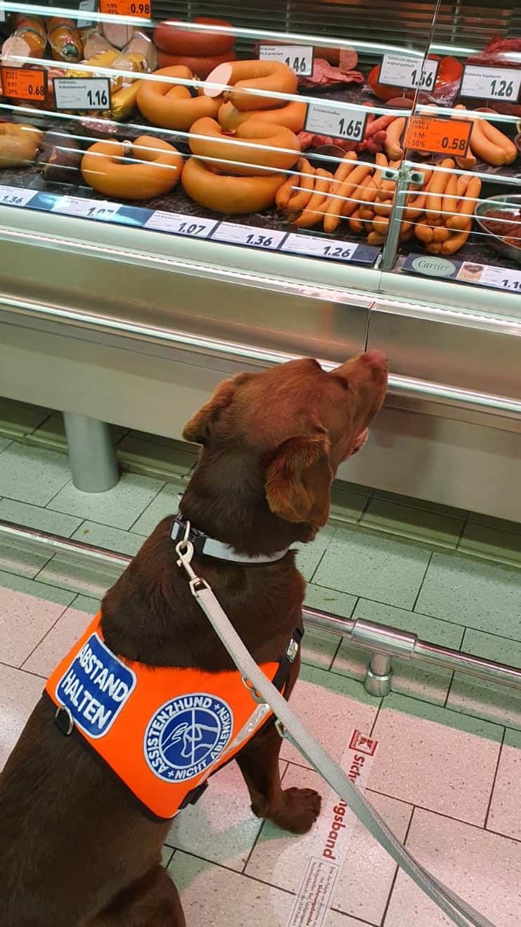 Ein brauner Labrador, mit Kenndecke als Assistenzhund gekennzeichnet, sitzt brav vor einer einladenden Wursttheke.