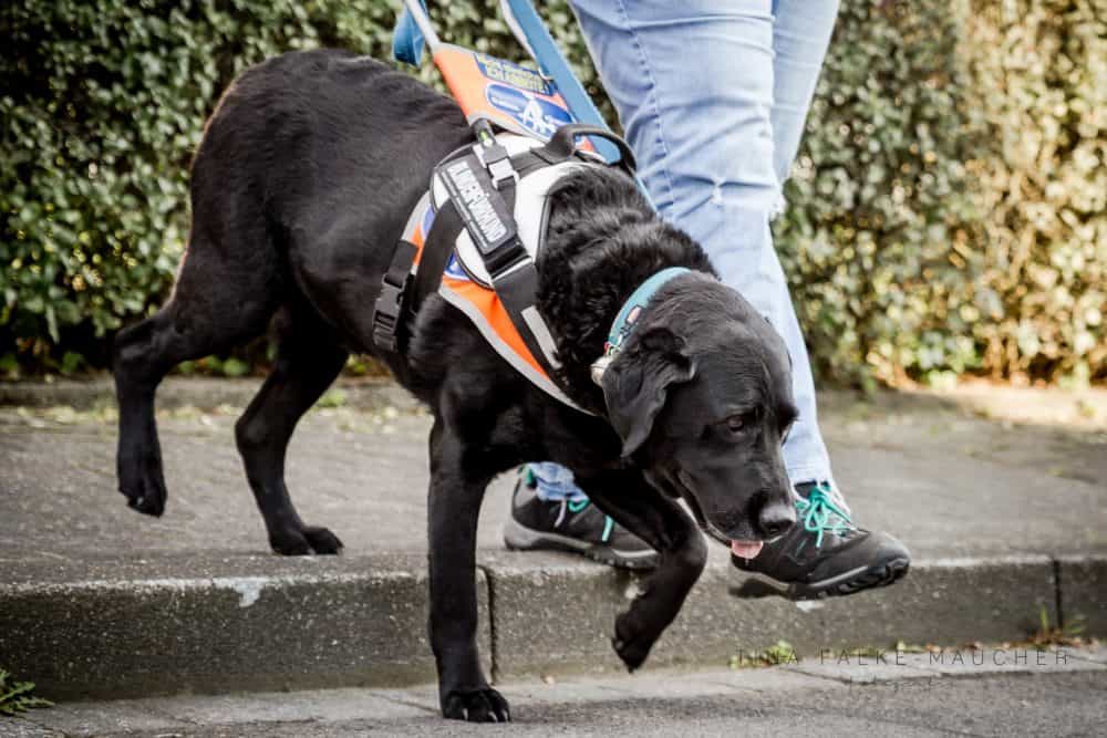 Blindenführhund führt Treppe hinunter