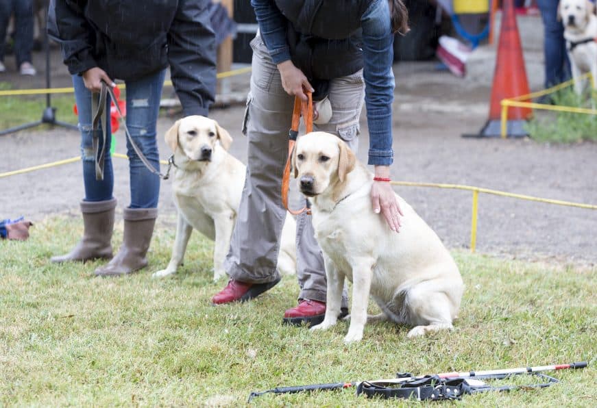 Zwei Blindenführhund-Teams in Ausbildung