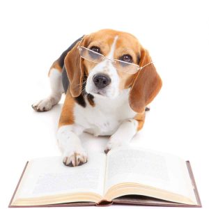 Hund mit Brille liest Buch