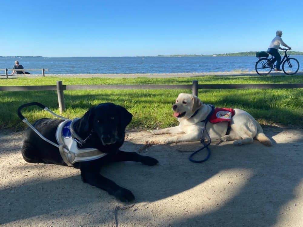 Assistenzhunde Daika und Mascha liegen vor einem Grünstreifen. Im Hintergrund sieht man das Wasser des Meeres