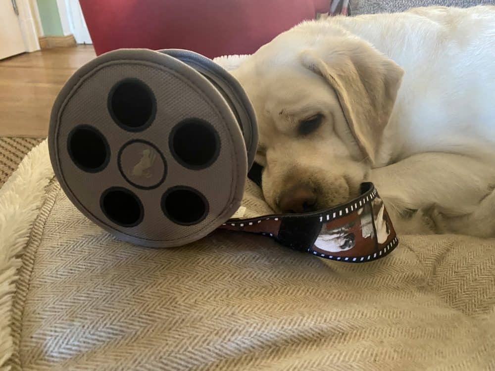 Ein heller Labrador hat ein Hundespielzeug aus Plüsch, welches eine Filmrolle darstellt in der Schnauze und hat den Film z.T. abgerollt. Scheinbar träumt sie vom zukünftigen Assistenzhund Film, bei dem Sie eine wichtige Rolle spielt.