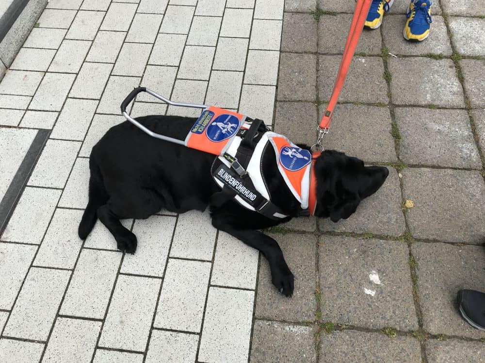 Unsere Assistenzhunde sind geschafft von den letzten Tagen. Anton hält in einer kleinen Pause ein Nickerchen.