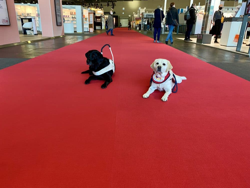 Die Assistenzhund Daika und Mascha liegen in einer Ausstellungshalle der Buchmesse auf einem roten Teppich