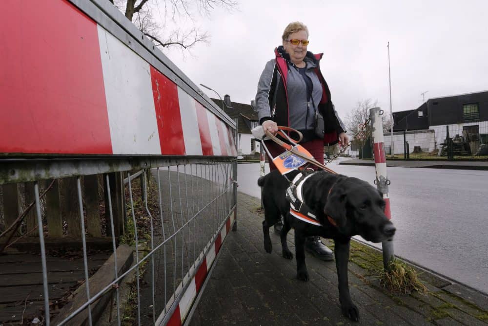 Guide dog, a black Labrador, leads his owner safely past obstacles in the way, which seem very threatening because of the perspective.