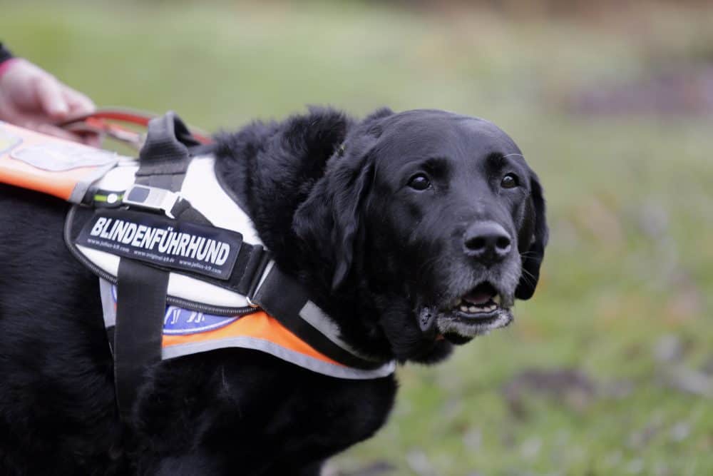 Close-up of the head of an elderly, black guide dog looking into the distance with a routine gaze past the camera.