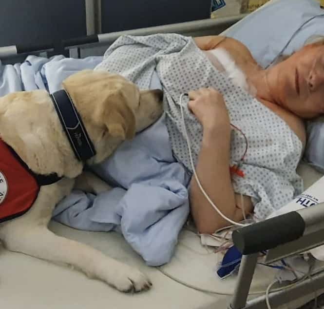 Ein heller Labrador mit Assistenzhund-Kenndecke liegt mit der an Schläuche angeschlossenen Halterin im Krankenhausbett und presst ihre Schnauze an sie.