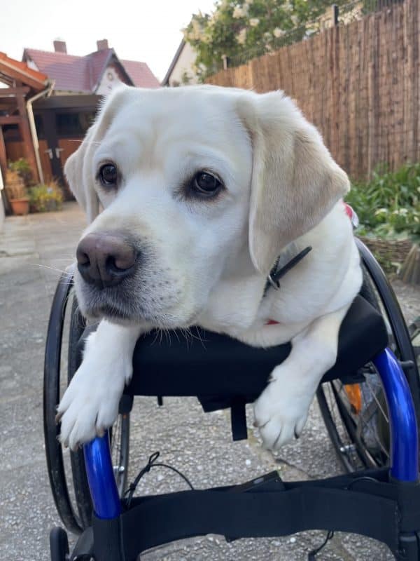 Ein heller Labrador liegt auf einem Aktivrollstuhl und hängt vorn etwas über