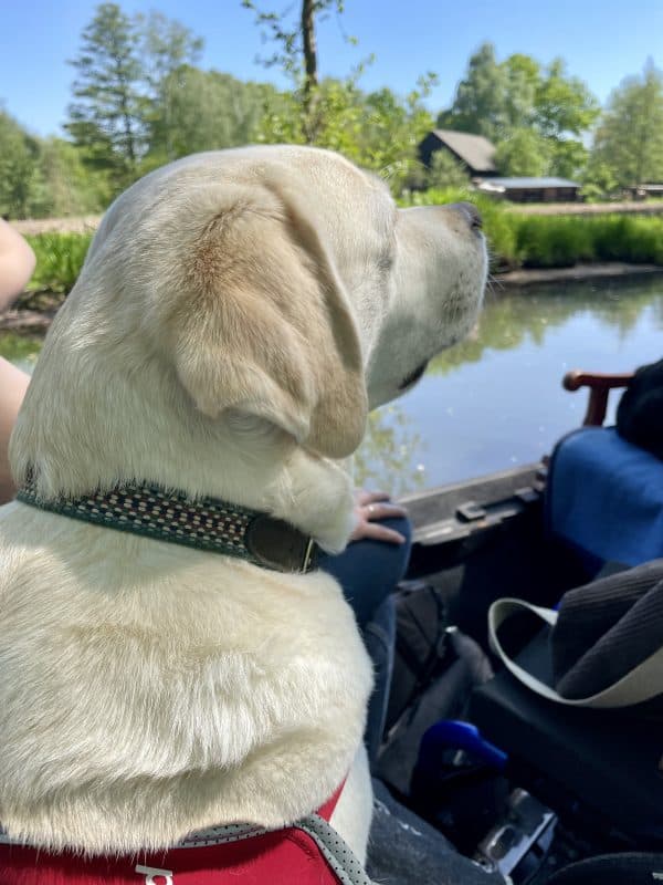 Ein heller Labrador sitzt im Spreewaldkahn auf der Bank und schaut aufmerksam aufs Wasser