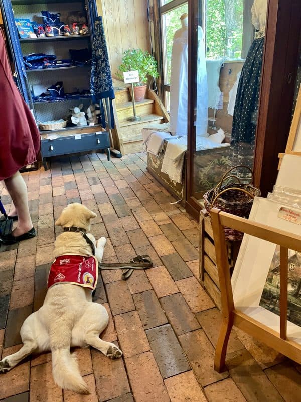 Assistenzhund Mascha (heller Labrador) liegt im Souvenirladen des Freiluftmuseums im Frosch und kühlt ihren Bauch