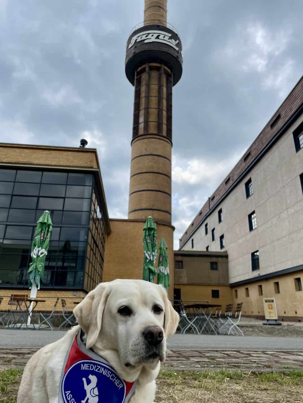 Im unteren Bildrand sieht man einen hellen Labrador mit Assistenzhundkennzeichnung. Im Hintergrund erhebt sich der Fagusturm mit dem alten Schriftzug Fagus. Links davon erscheint eine Glasfassade, die heutige Kantine.  Gewitterwolken ziehen auf.