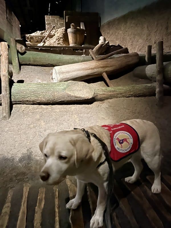 Ein Assistenzhund im Vordergrund steht vor historischen Holzbohlen im Hansemuseum