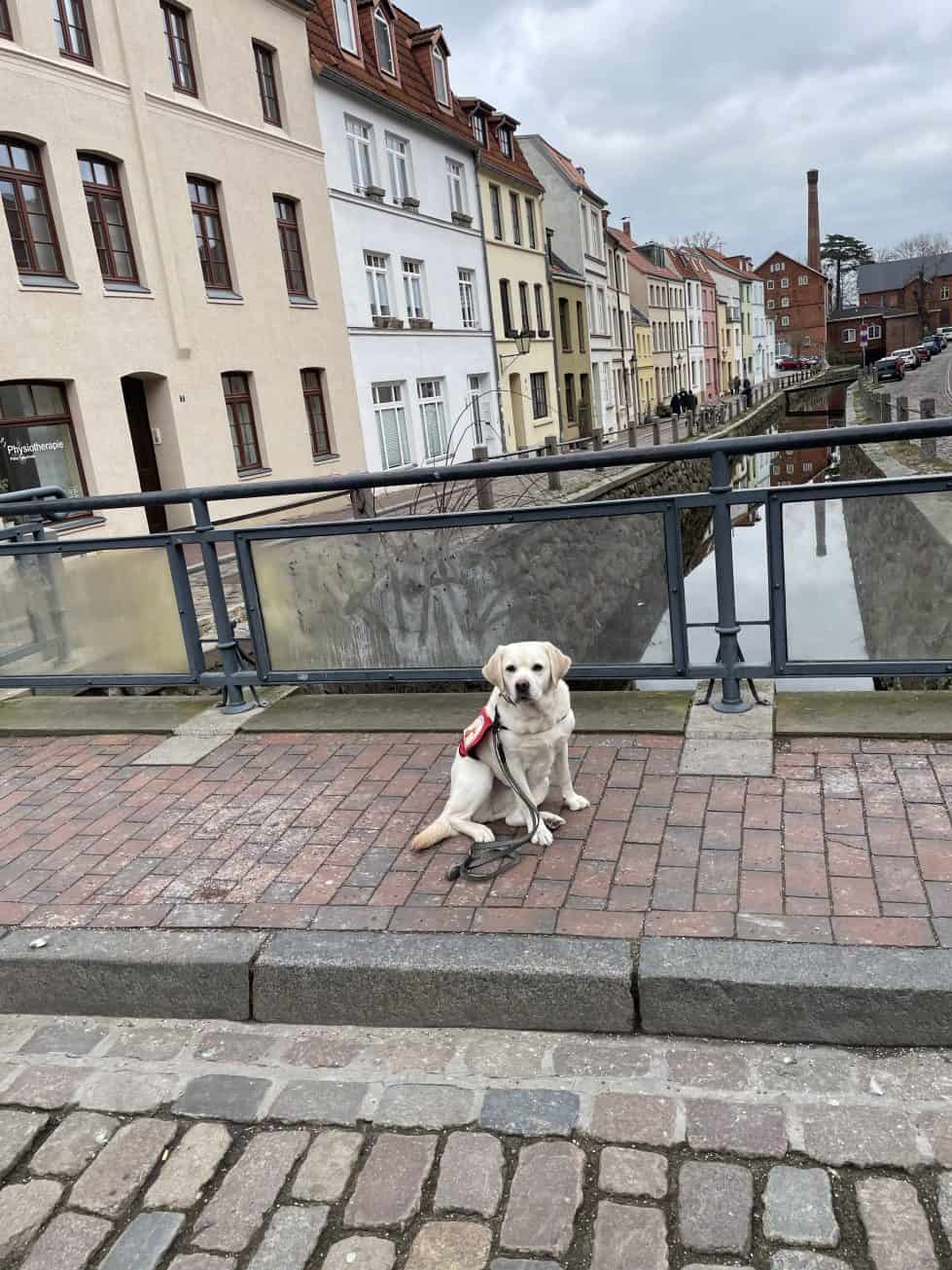 Ein Assistenzhund an der Grube in Wismar