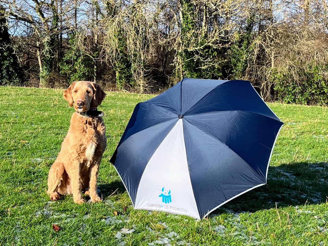 A brown Labradoodle sits on a meadow and looks into the camera, next to an open umbrella with the Pfotenpiloten logo lying on the ground to their left.