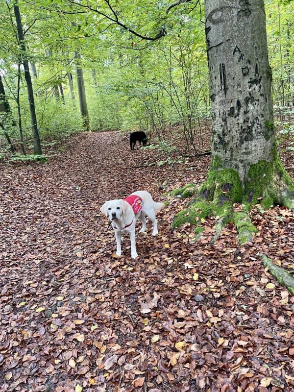 Daika and Mascha walk without a leash on a wide forest path. Time out!