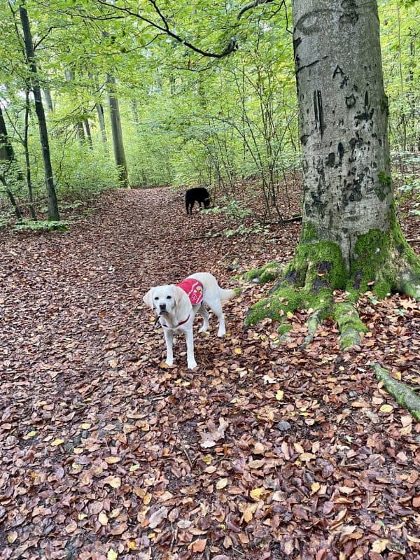 Daika und Mascha laufen ohne Leine auf einem breiten Waldweg. Auszeit!