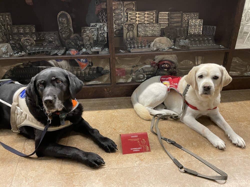 Daika and Mascha lie in front of a display case in the chocolate museum and look into the camera.