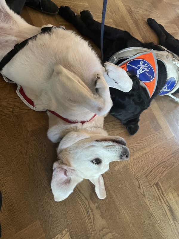 Guide dog Daika and cardio alert dog Mascha relax during the press conference. Masha lies on her back and Daika takes a nap on her side.